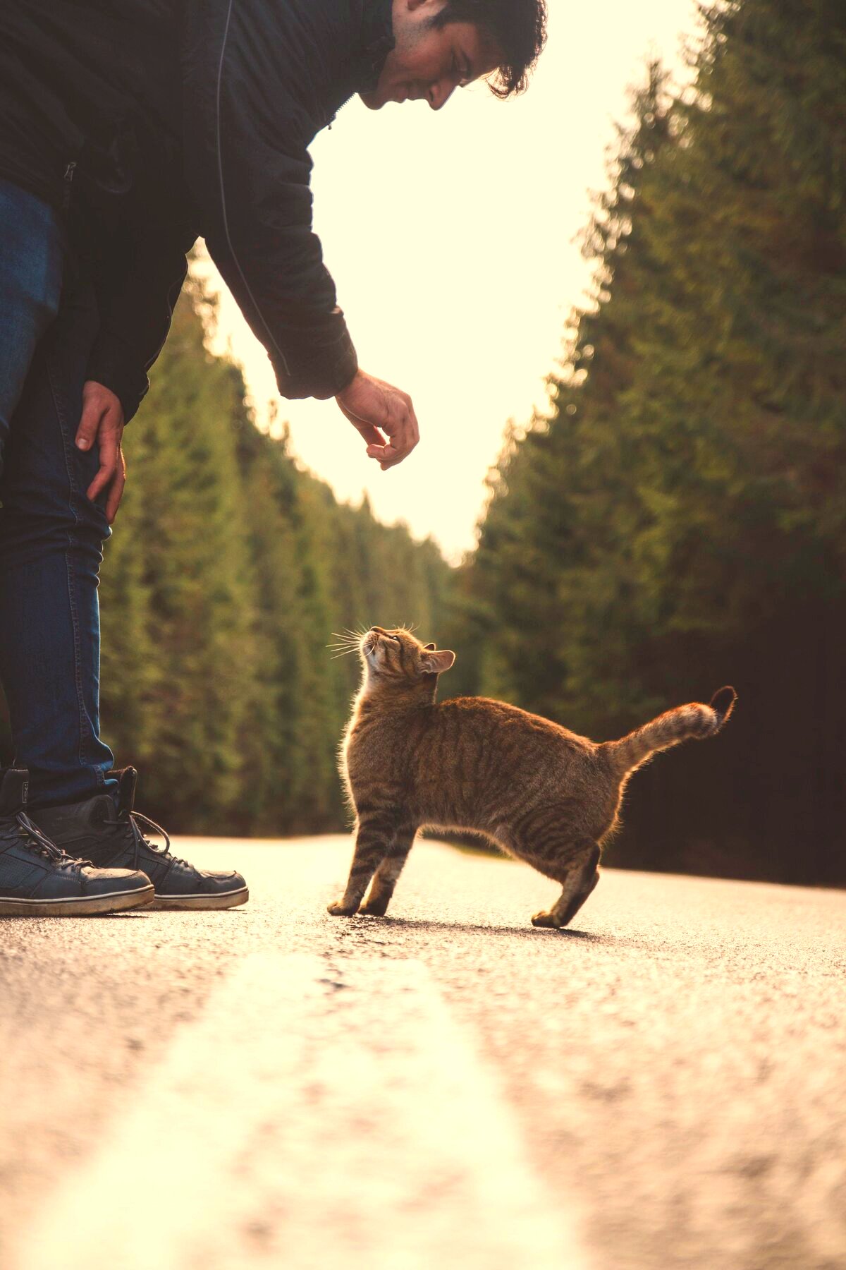 A man crouching to greet an orange tabby cat on a quiet road
