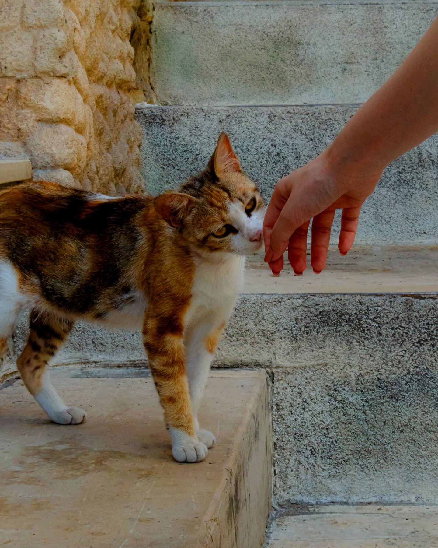 A cat greeting an outstretched hand on a stone stairway