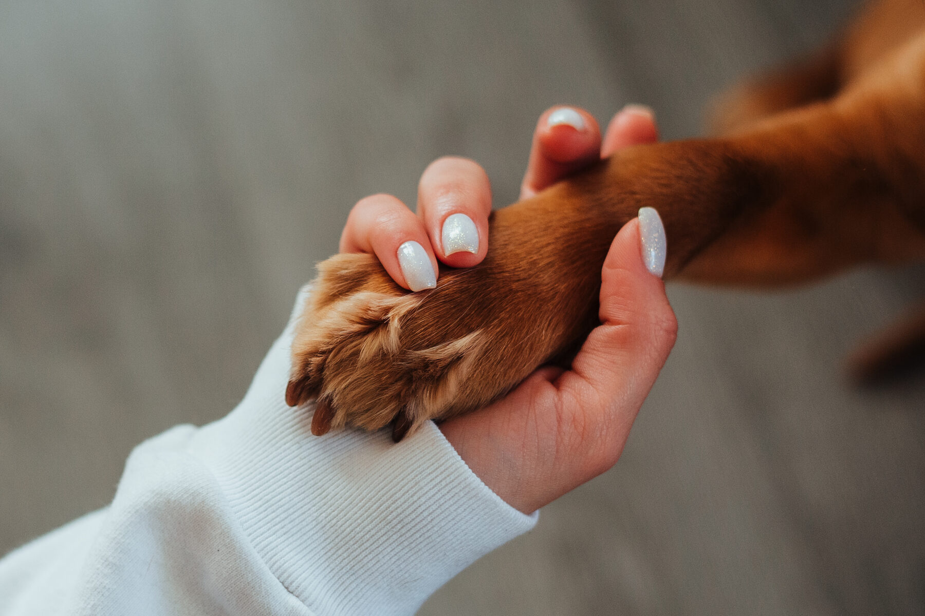 A close-up of a hand holding a dog's paw