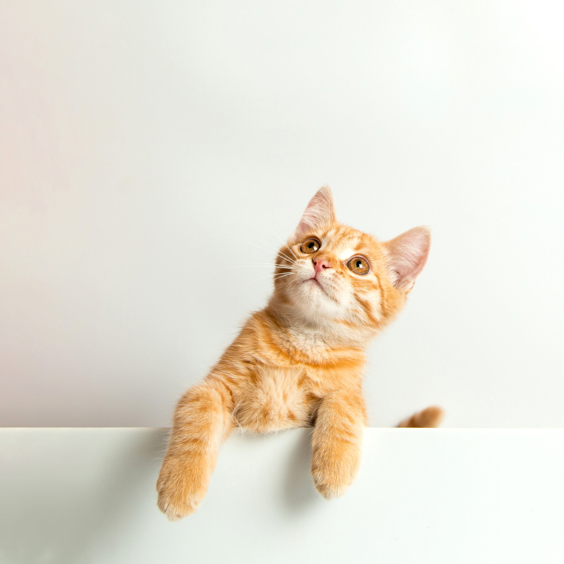 A curious orange kitten peeking over a ledge