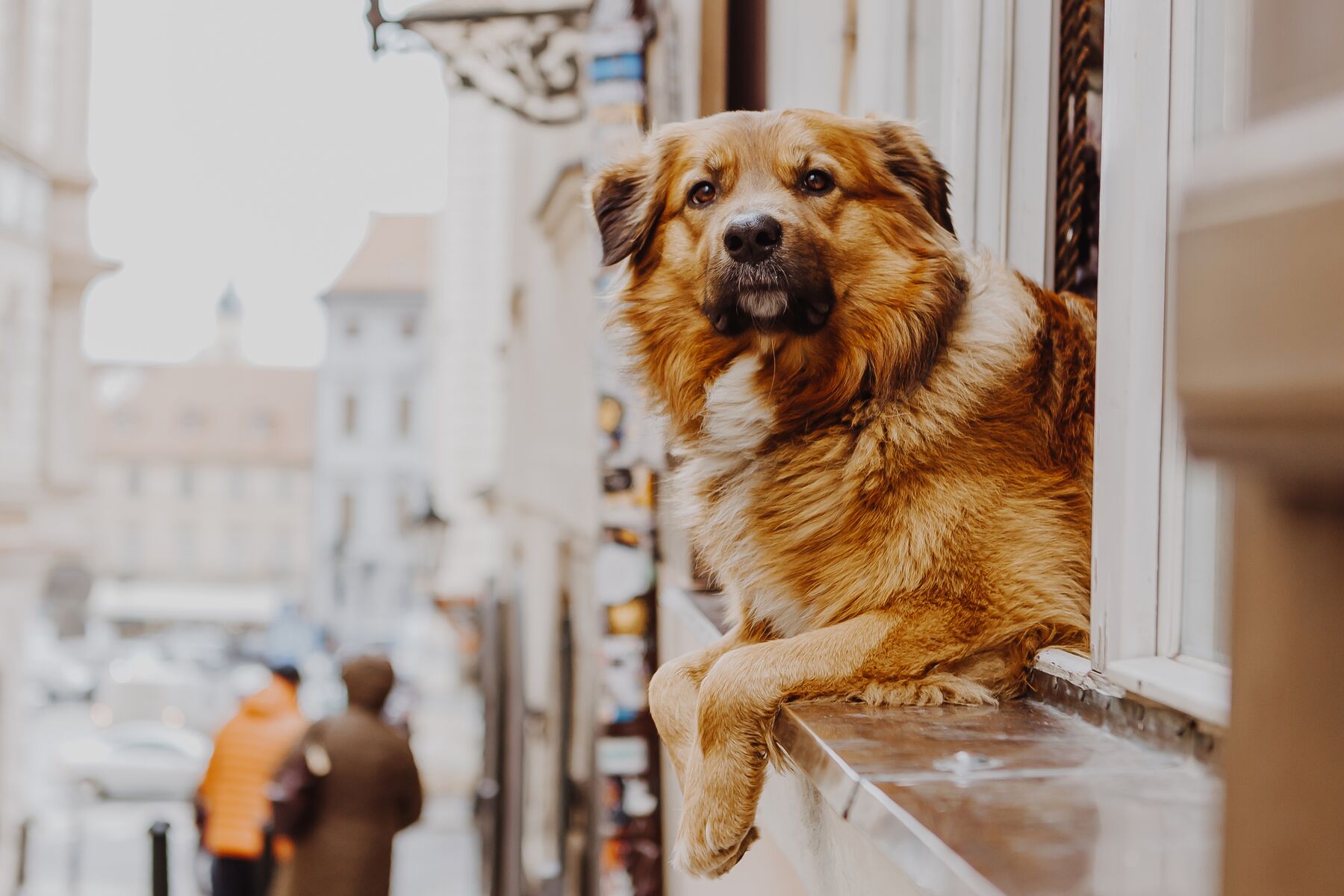 A dog resting on a windowsill along an Italian street